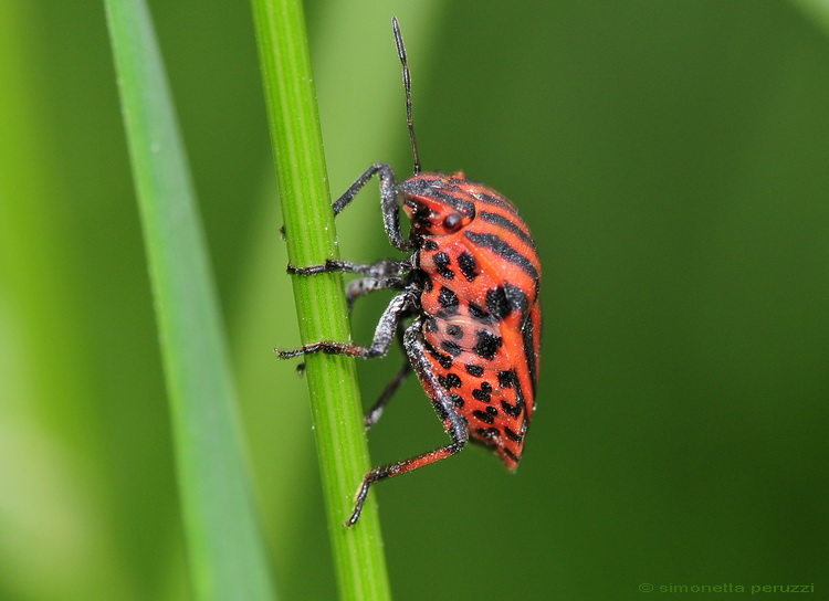 Graphosoma italica - acrobata